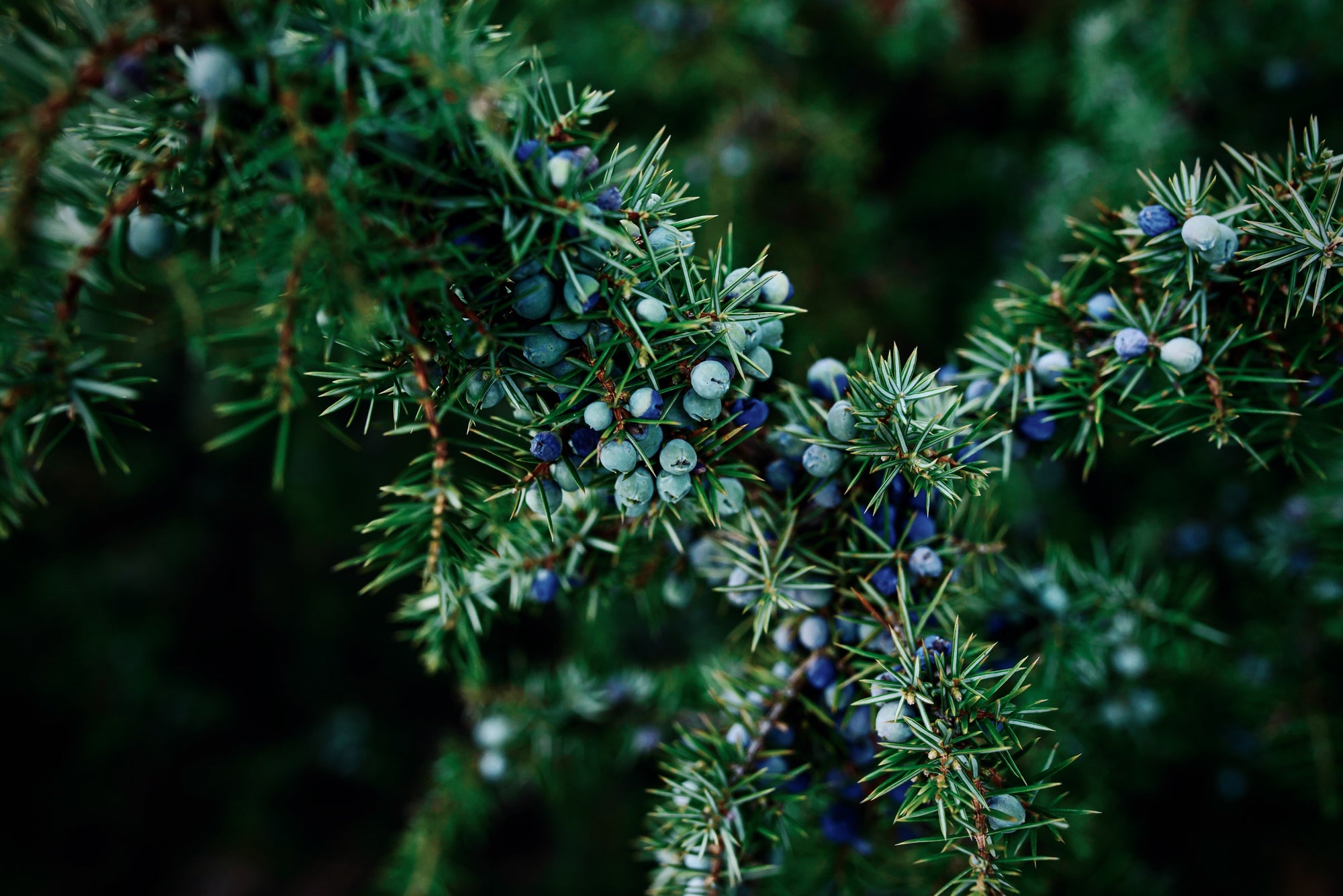 Juniper Berry