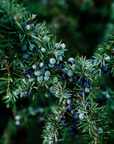 Juniper Berry - Organic Essential Oil