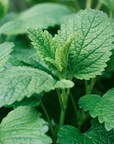 Melissa (Lemon Balm) - Organic Essential Oil, 5% Dilution in Jojoba Oil