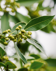 Bay Laurel - Organic Essential Oil