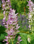 Clary Sage - Organic Essential Oil