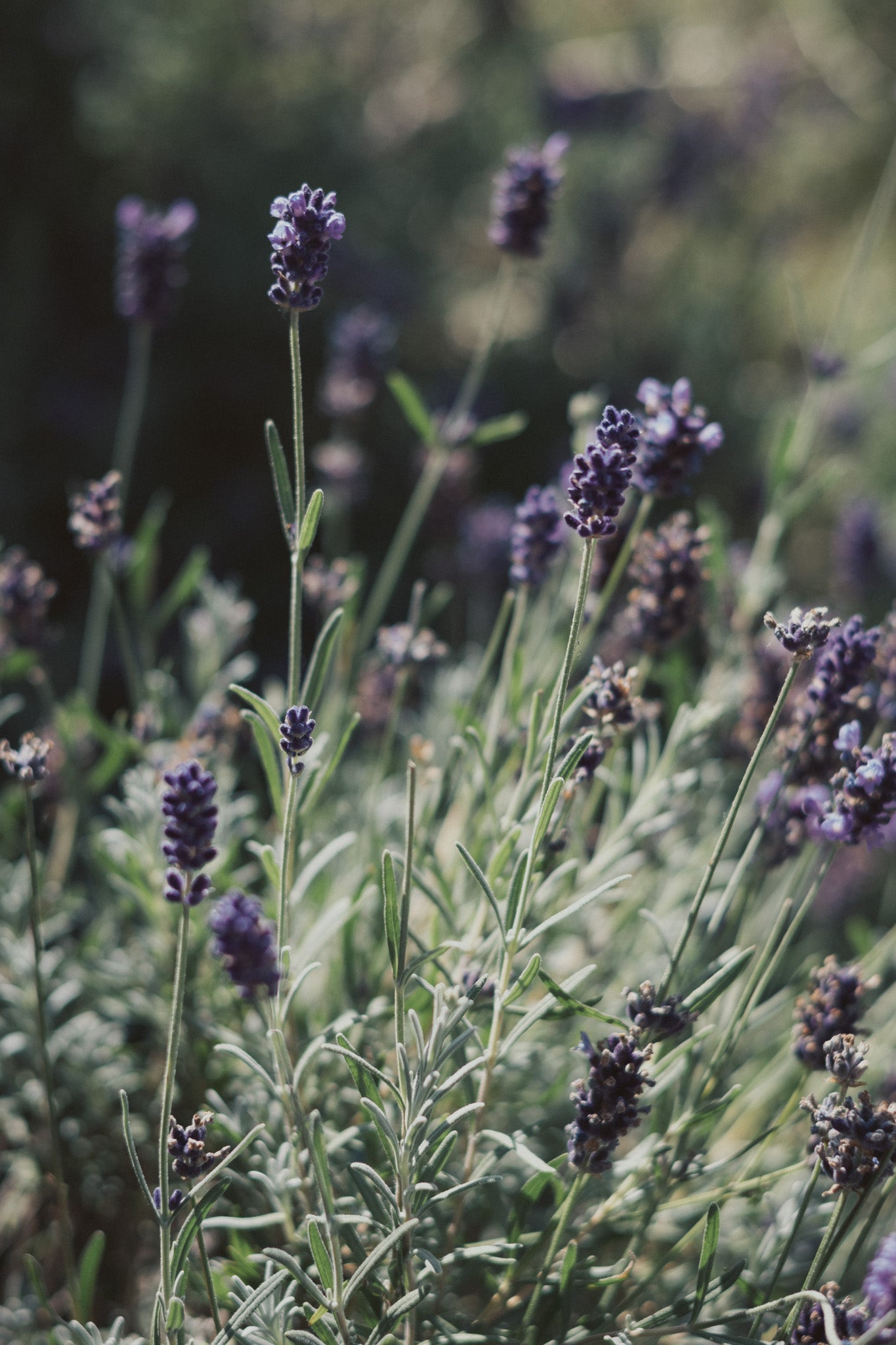 Lavender Lavandula angustifolia