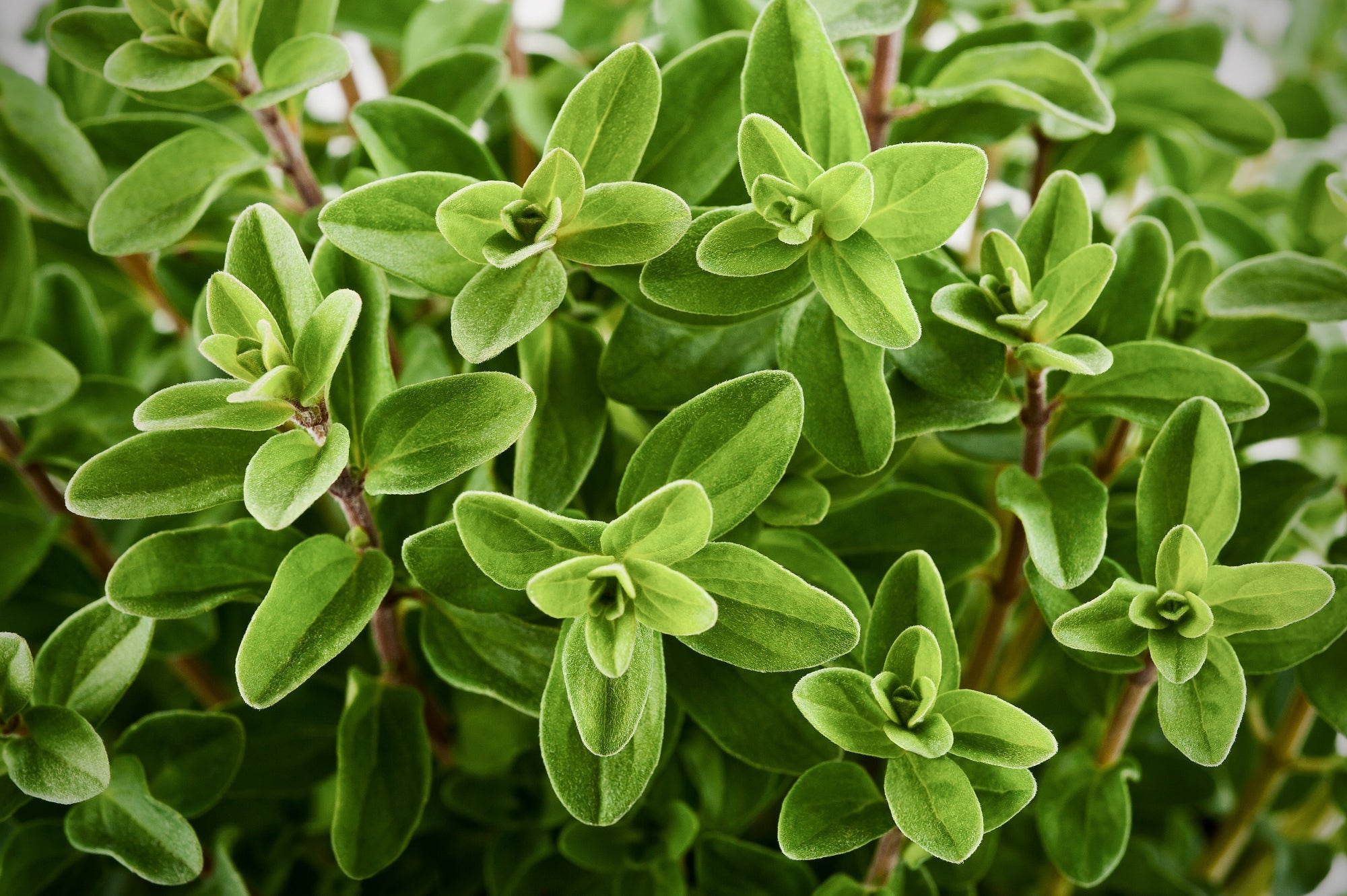 MarjoramOriganum majorana