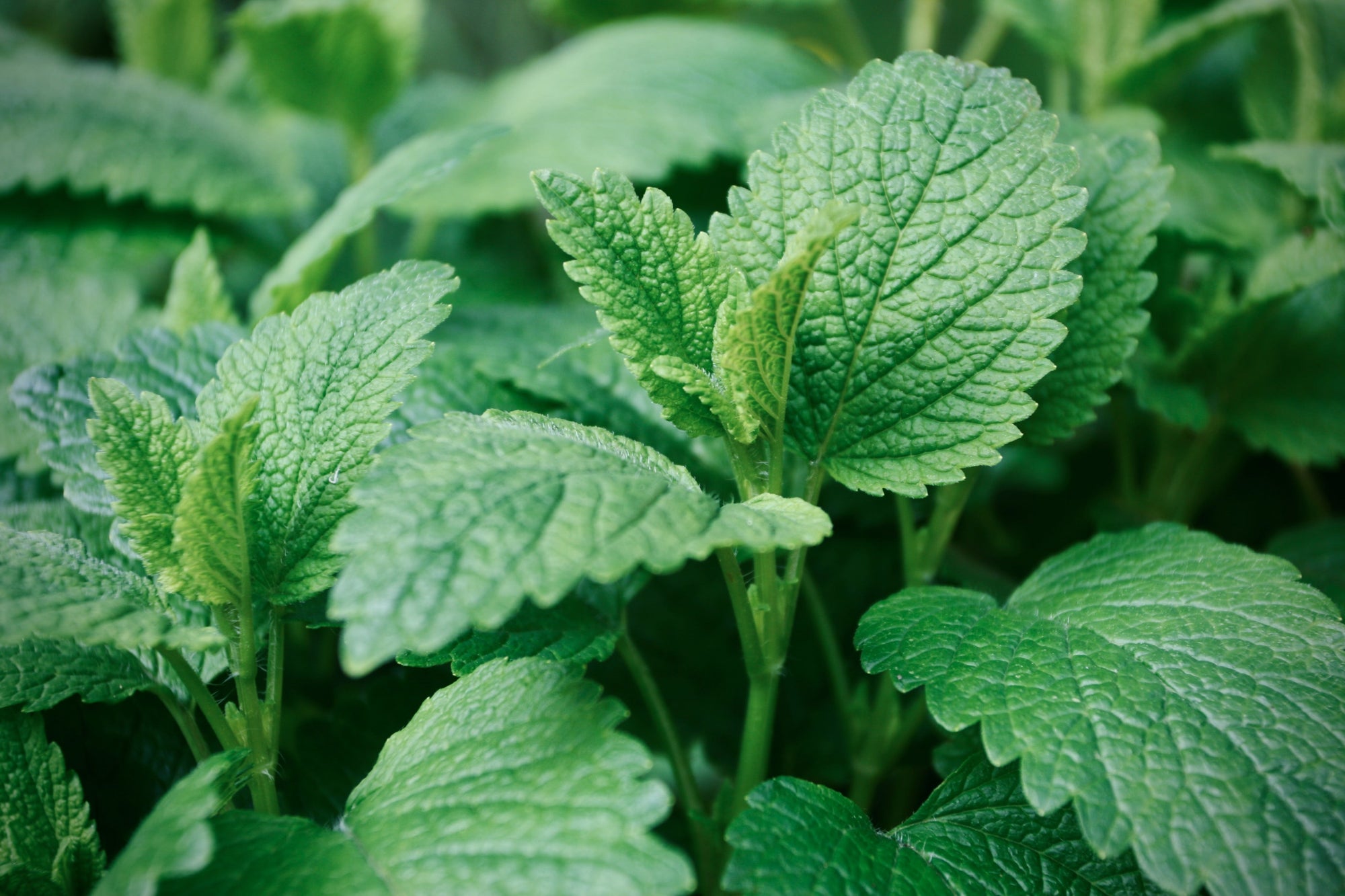 Melissa (Lemon Balm)Melissa officinalis