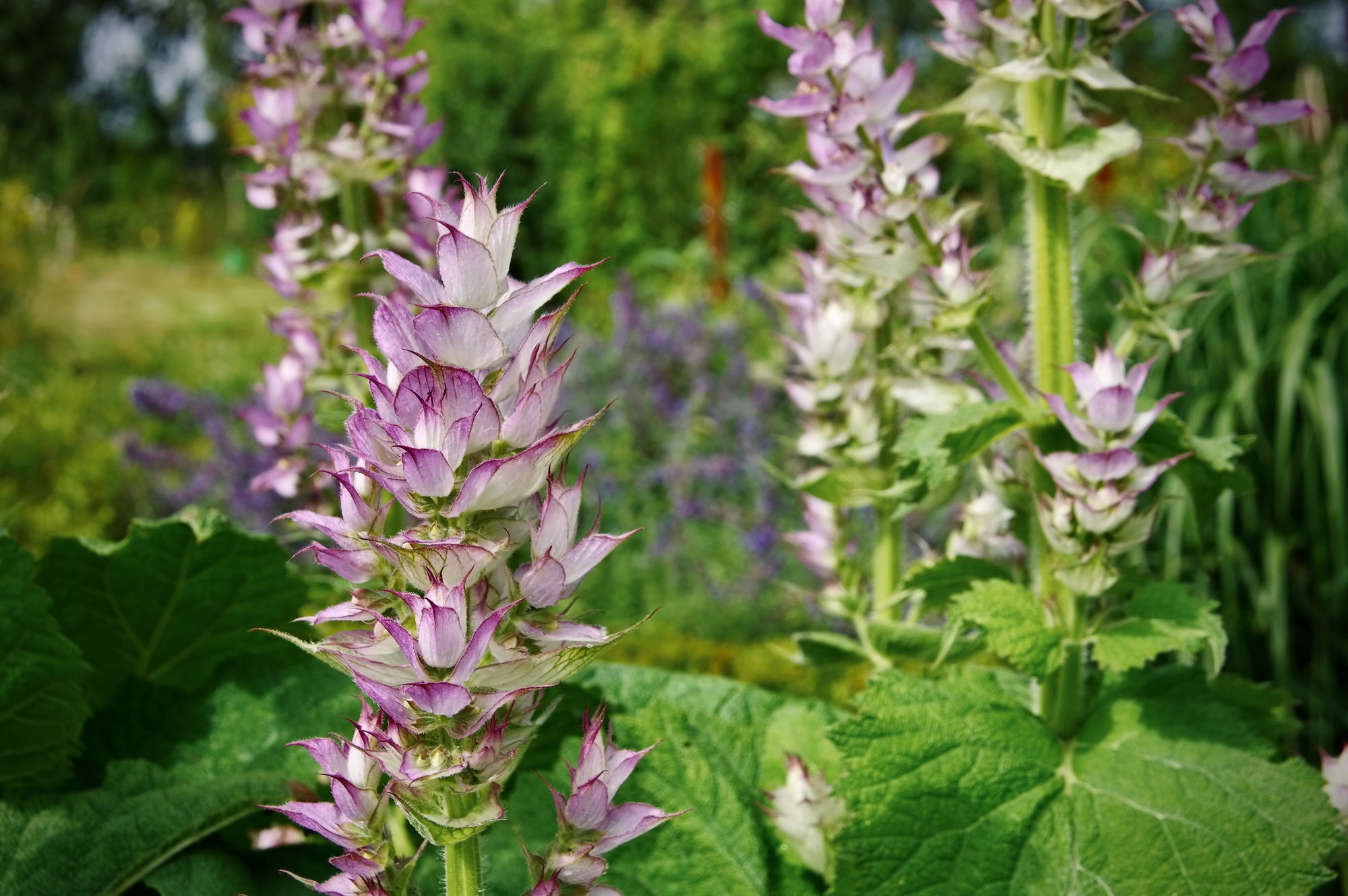 Clary Sage Salvia sclarea