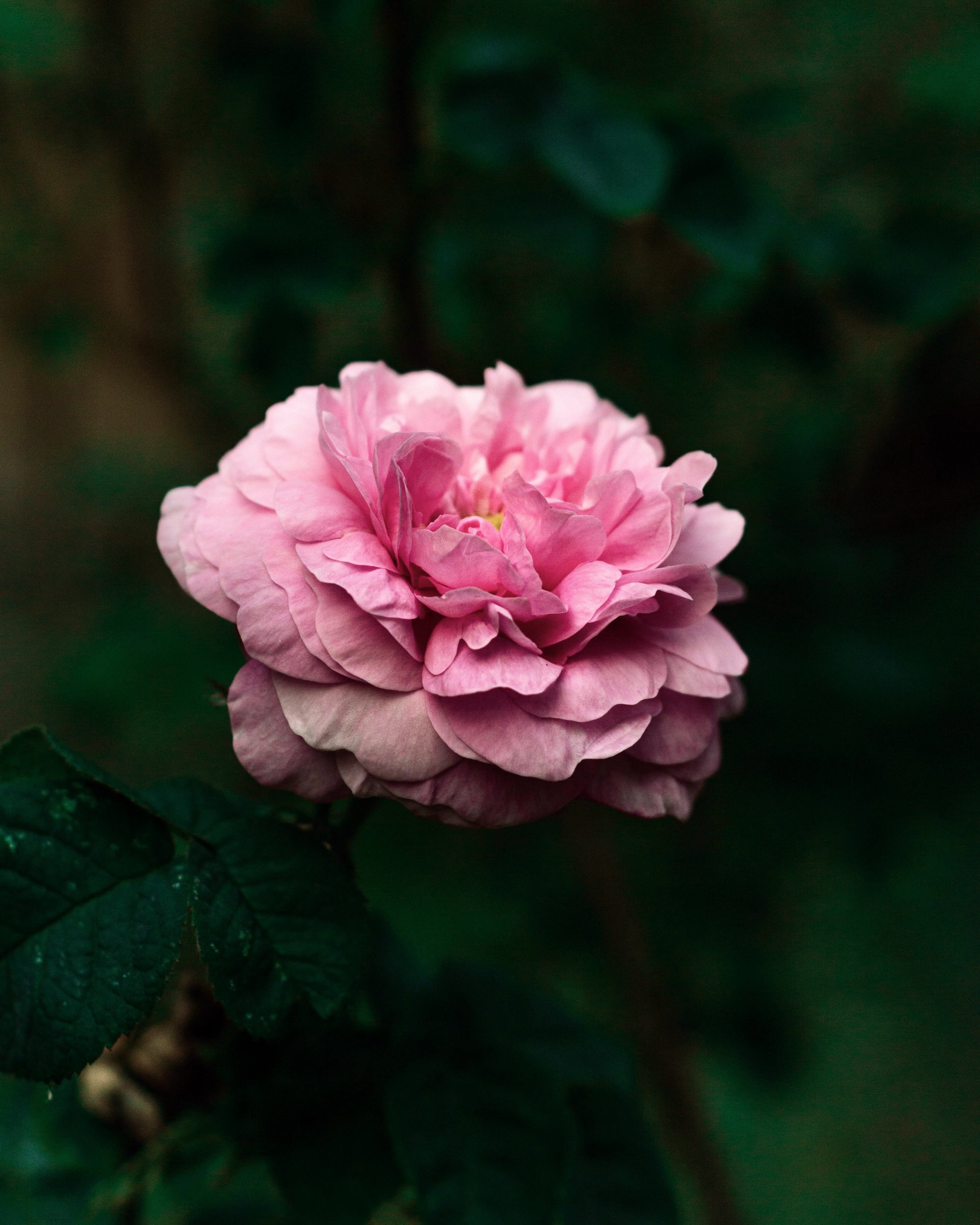 Damask Rose  Rosa × damascena