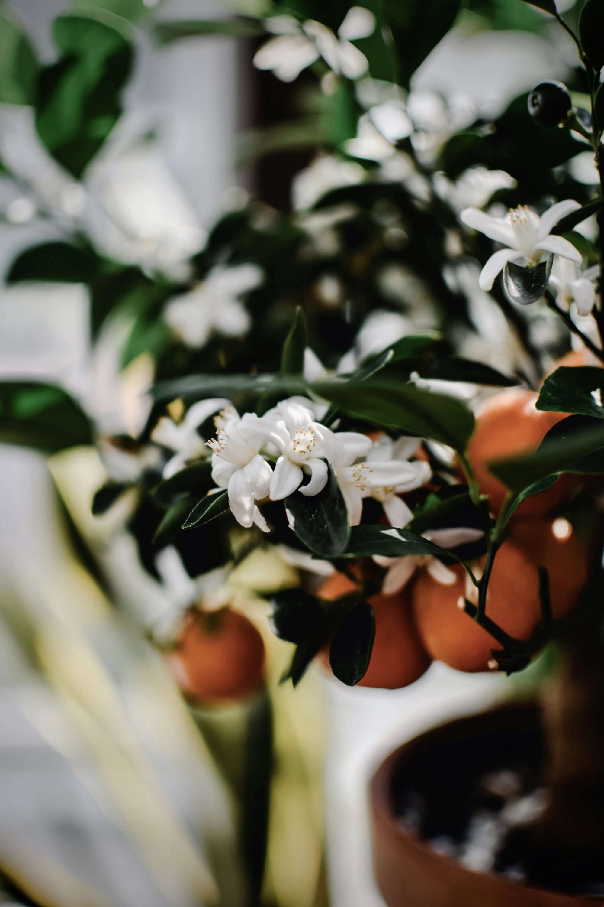 Neroli (Bitter Orange Blossom) Citrus aurantium var. Amara